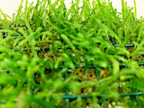 Java moss net - on, a