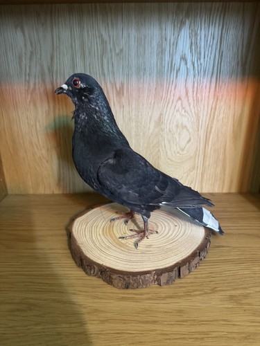 Black green tinted - tinted, taxidermy