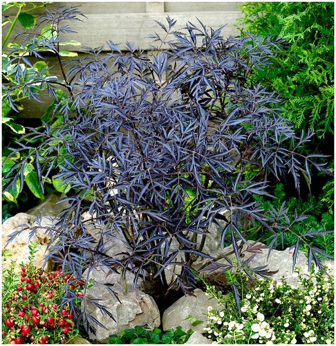 Elderberry sambucus nigra - sambucus,
