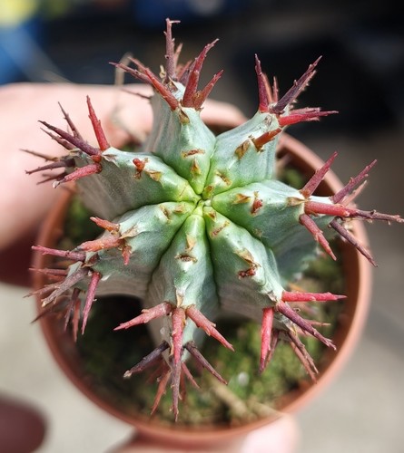 Euphorbia horrida beautiful - euphorbia,