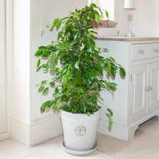 Weeping Fig Houseplant, Tropical, Air-Purifying, Easy, 90-110cm Tall, 21cm Pot