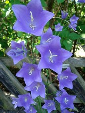4 Campanula Persicifolia Blue