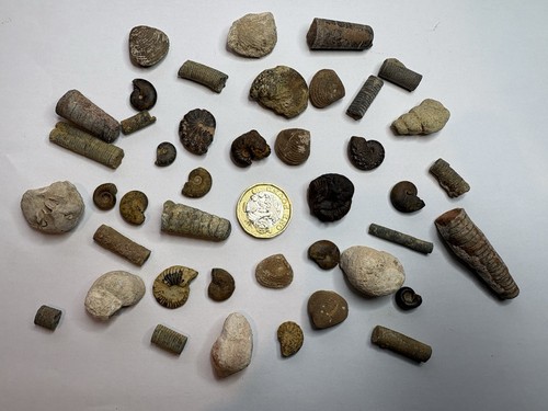 Selection fossils - selection, of