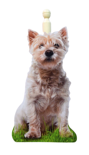 West highland terrier kitchen - terrier,