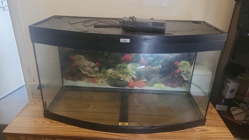 Jewel trigon fish tank - jewel,