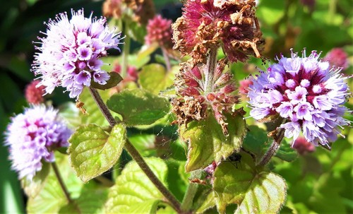 Mentha aquatica water mint - mentha,