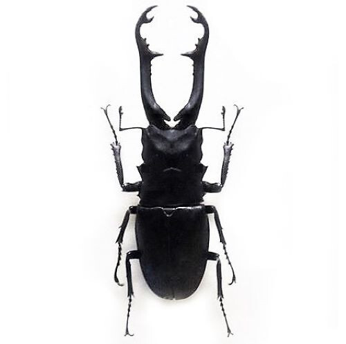 Prosopocoilus giraffa stag