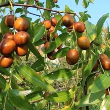 Indian jujube - Ziziphus mauritiana - Filzblättrige Jujube - 5+ Seeds - Gx 130