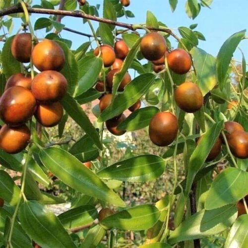 Indian jujube ziziphus - indian,