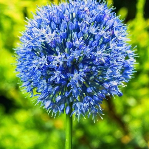 Allium caeruleum bulbs x50 - allium,
