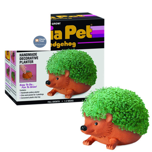 Chia pet hedgehog with seed - pet,
