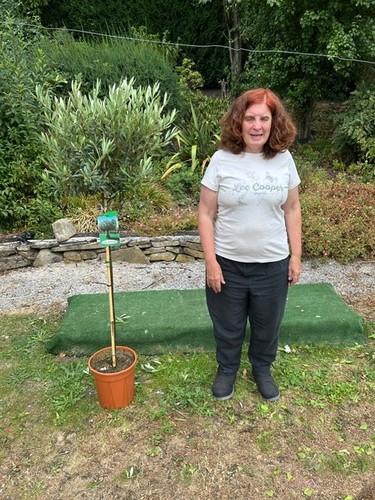 Olive tree evergreen olea - tree,