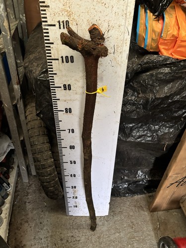 Blackthorn shank walking stick - walking,
