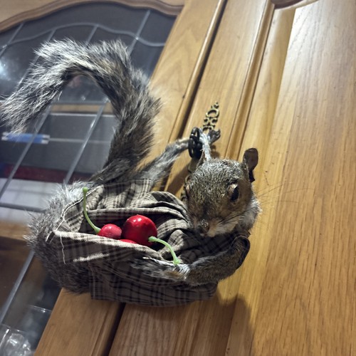 Pretty squirrel taxidermy - pretty,