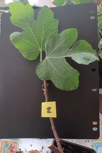 Small fig tree well - small,