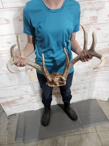 Wild point whitetail deer - whitetail,