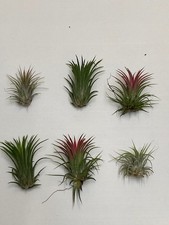 Air Plant House Airplant