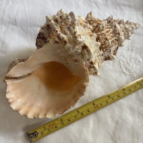 1pc natural large coral sea - natural,