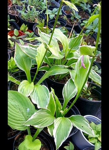 Pink purple hosta undulata - pink/purple,