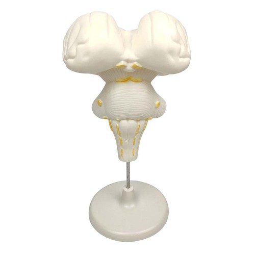 Brain stem structure - structure, 3d