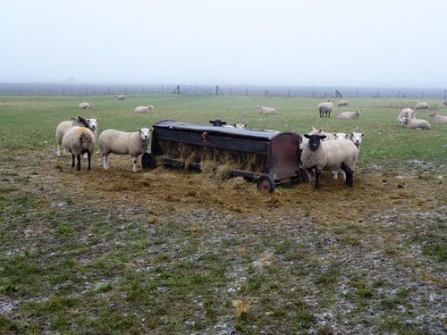 Photo 12x8 sheep and hayrack - sheep,