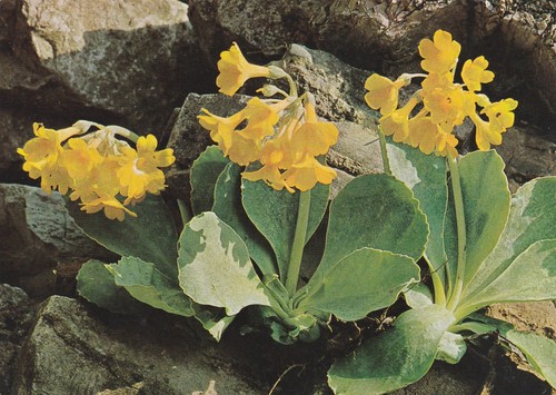 Austria alpine flora - flora, primula