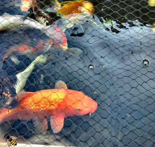 Fish pond net cover pegs - pond,