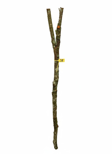 Blackthorn unseasoned thumb - blackthorn,