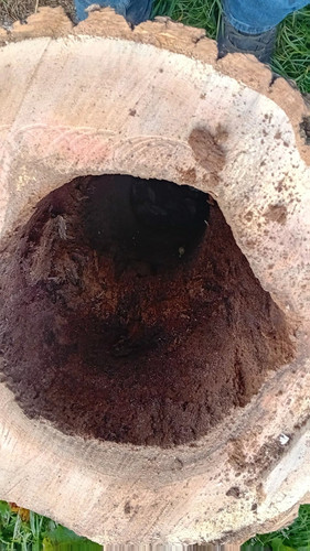 Hollowed wood log - wood, /