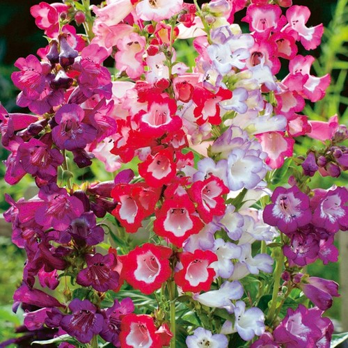 Perennial penstemon plug - 6x,
