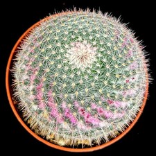 Large mammillaria hahniana - mammillaria,