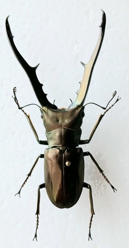 Cyclommatus metallifer stag - metallifer,