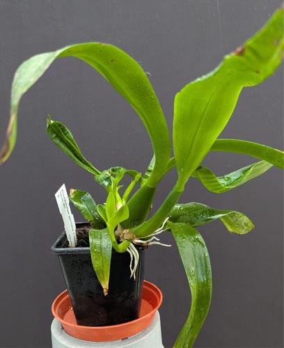 Orchid prosthechea garcina - orchid,