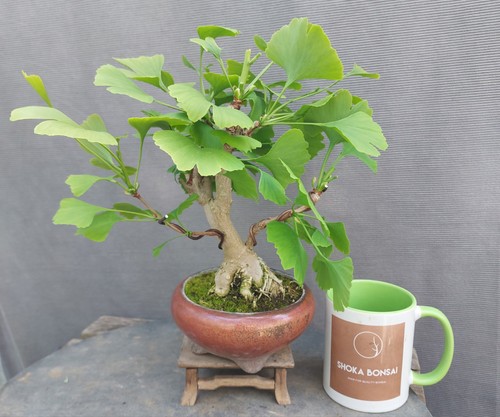 Beautiful shohin ginkgo - beautiful,