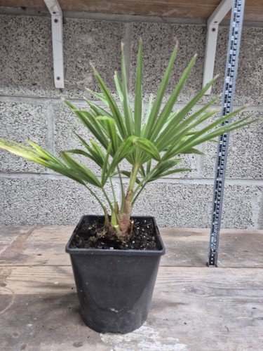 Trachycarpus fortunei fan palm - trachycarpus,