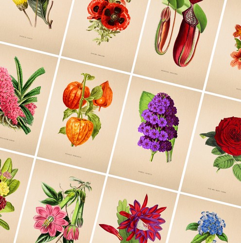 Vintage flower prints floral - vintage,