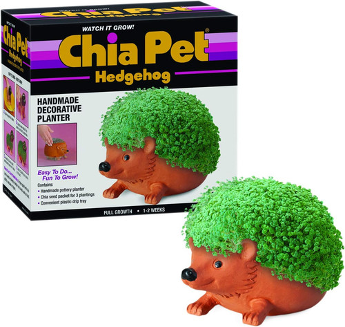 Pet hedgehog with - hedgehog,