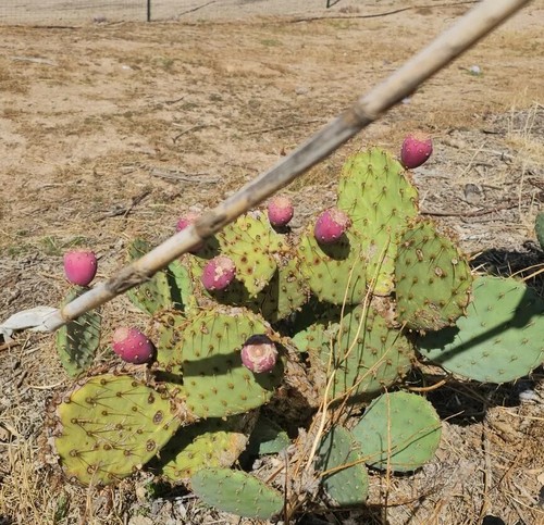 Desert prickly pear opuntia - (,
