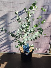 Eucalyptus 'Gunnii Blue Ice' Pot Evergreen Garden Shrub Tree Plant Easy To Grow