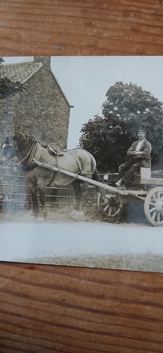 Rppc vintage postcard horse - vintage,