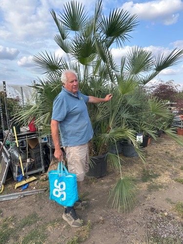 Uber trachycarpus - xl,