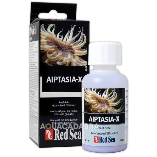 Red sea aiptasia - red,