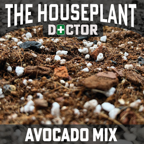 Avocado plant repotting - avocado, mix