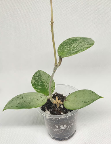 Hoya verticillata silver heart - hoya,