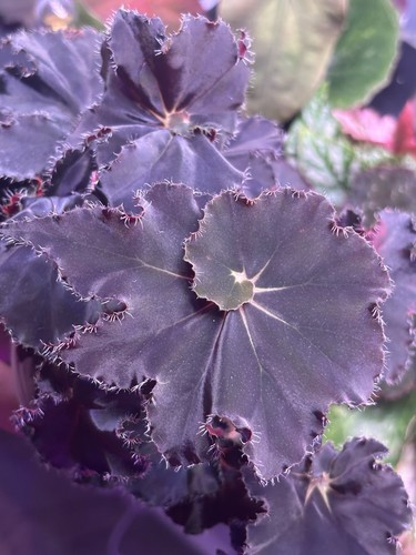Begonia black mambo - begonia,