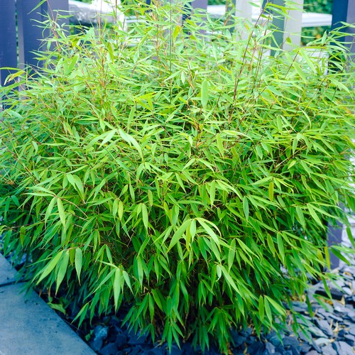 Fargesia rufa bamboo - rufa, 40-50cm
