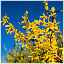50 x Forsythia intermedia Hedging 'Spectabilis' 2-3ft Tall,Yellow Spring Flowers