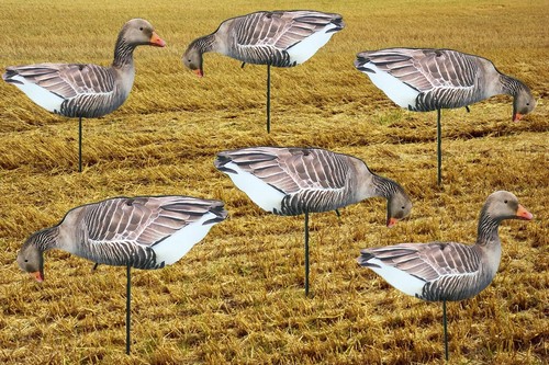 Greylag geese photo real - greylag,