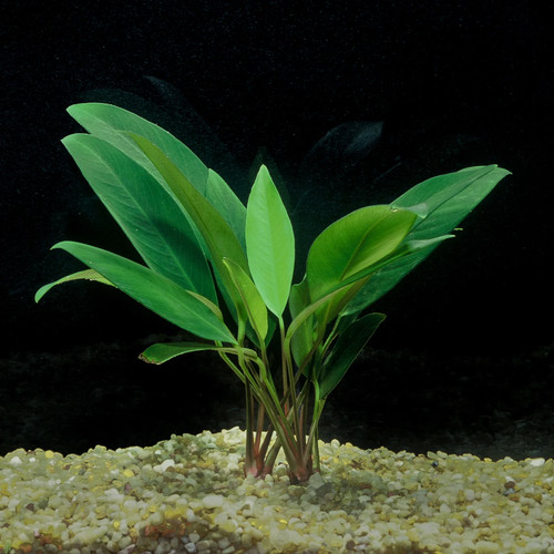 Anubias congensis large live - congensis,