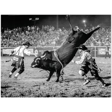 Rodeo Bull Riding Action Black